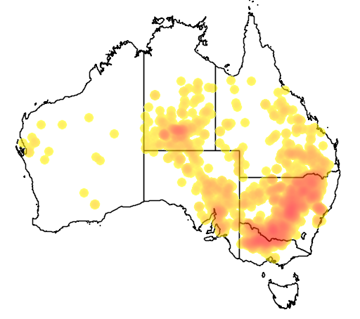 Enteropogon acicularis flora location map
