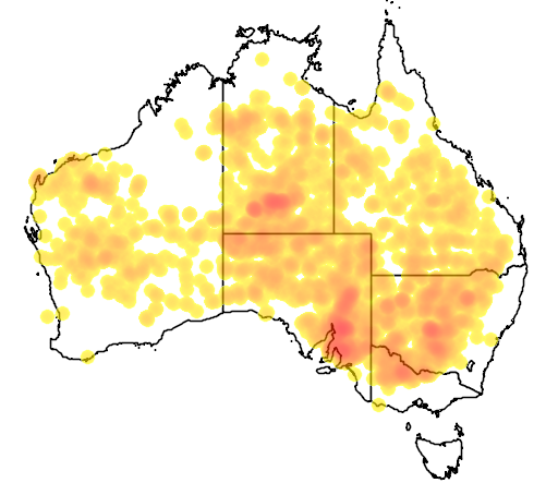 Eremophila longifolia flora location map