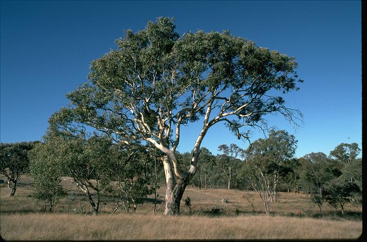Blakely's Red Gum