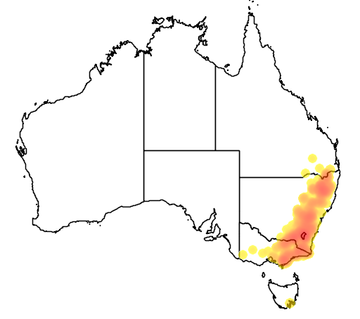 Eucalyptus bridgesiana flora location map