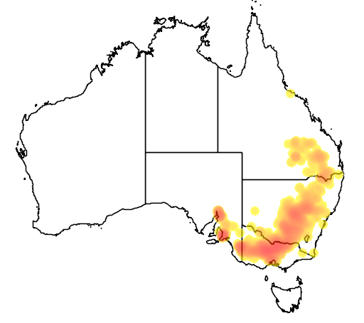 Eucalyptus microcarpa flora location map