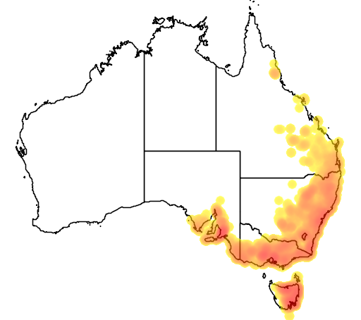 Exocarpos cupressiformis flora location map