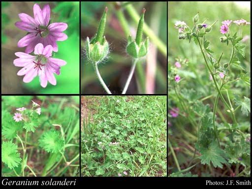 Austral Crane's Bill