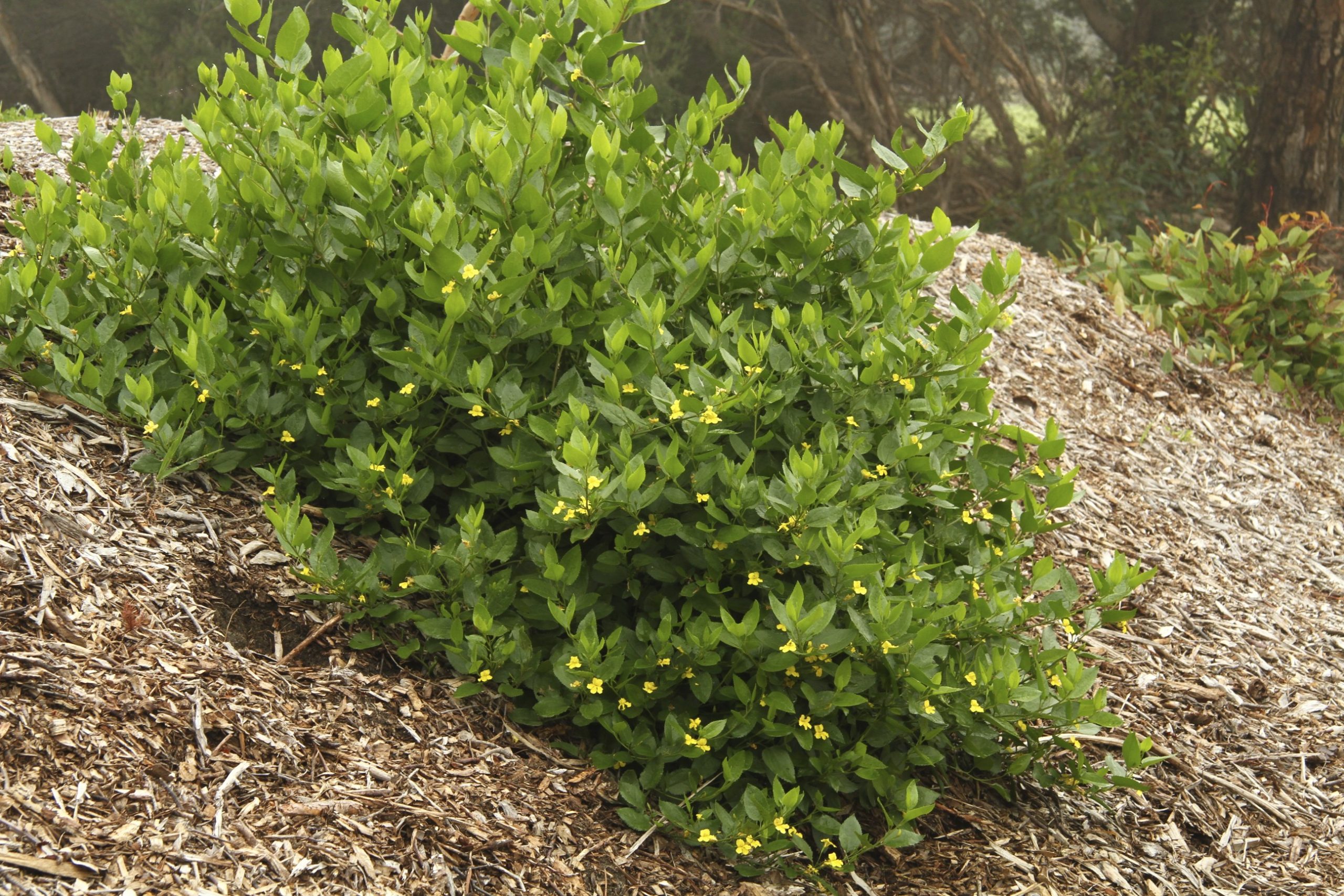 Goodenia ovata flora ALA source