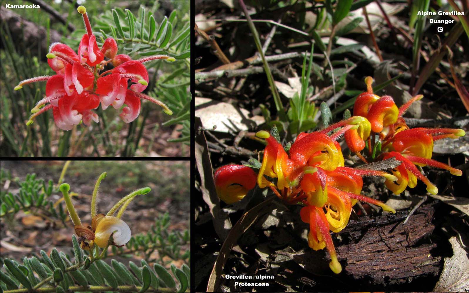 Grevillea alpina flora ALA source