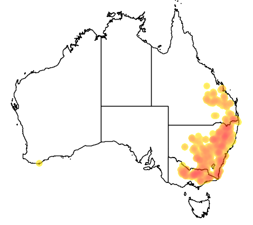 Isotoma axillaris flora location map