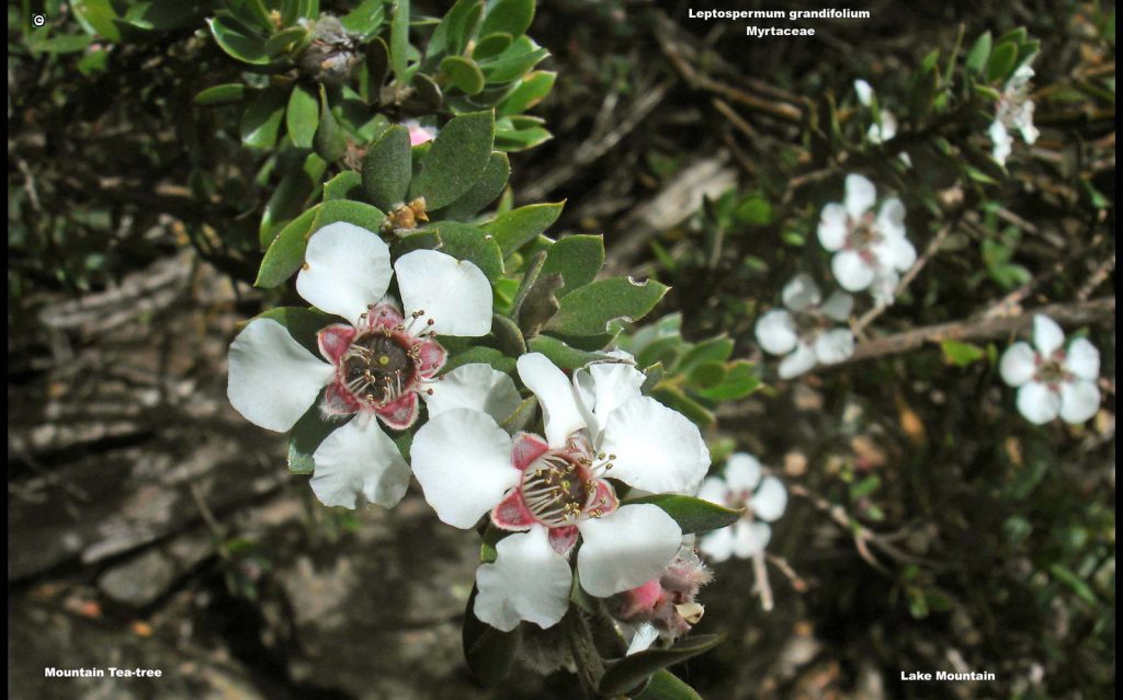 Mountain Tea-tree