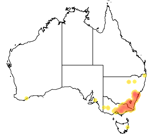 Leptospermum grandifolium flora location map