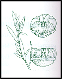 Leptospermum polygalifolium (outline)