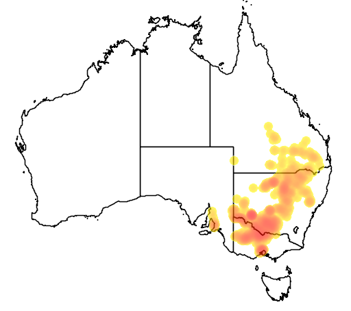 Maireana decalvans flora location map