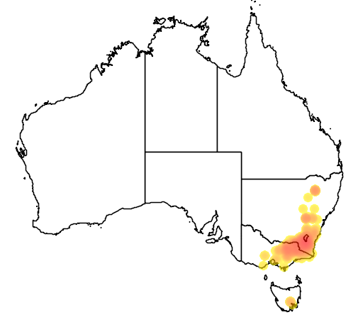 Mirbelia oxylobioides flora location map