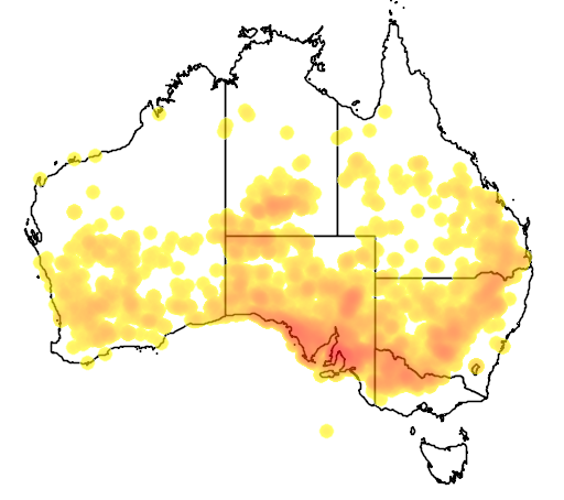 Pittosporum angustifolium flora location map