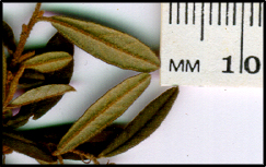 Pomaderris phylicifolia subsp phylicifolia (l)