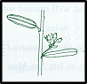 Pomaderris phylicifolia subsp phylicifolia (outline)