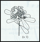 Pultenaea daphnoides (outline)