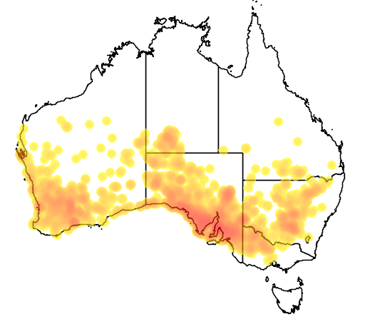 Santalum acuminatum flora location map