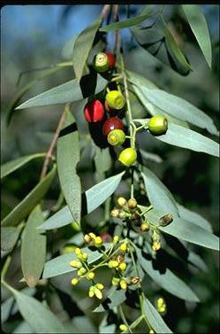 Santalum lanceolatum flora ALA source