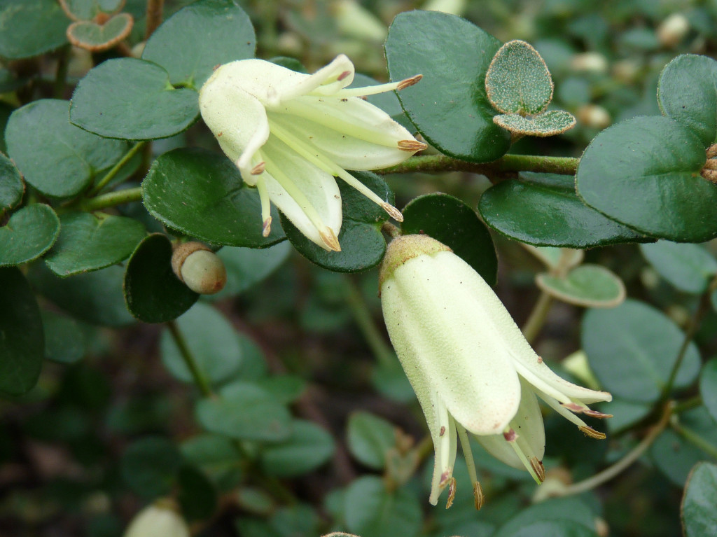 Correa reflexa var reflexa flowers