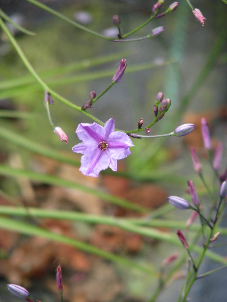 Dichopogon strictus flora plant
