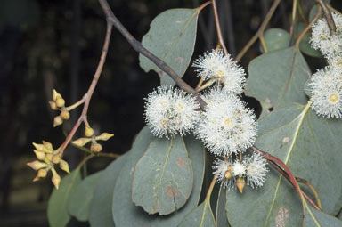 Eucalyptus camphora subsp humeana flora flowers