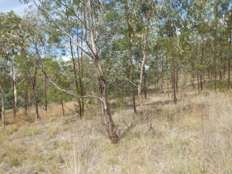 Mountain Swamp Gum