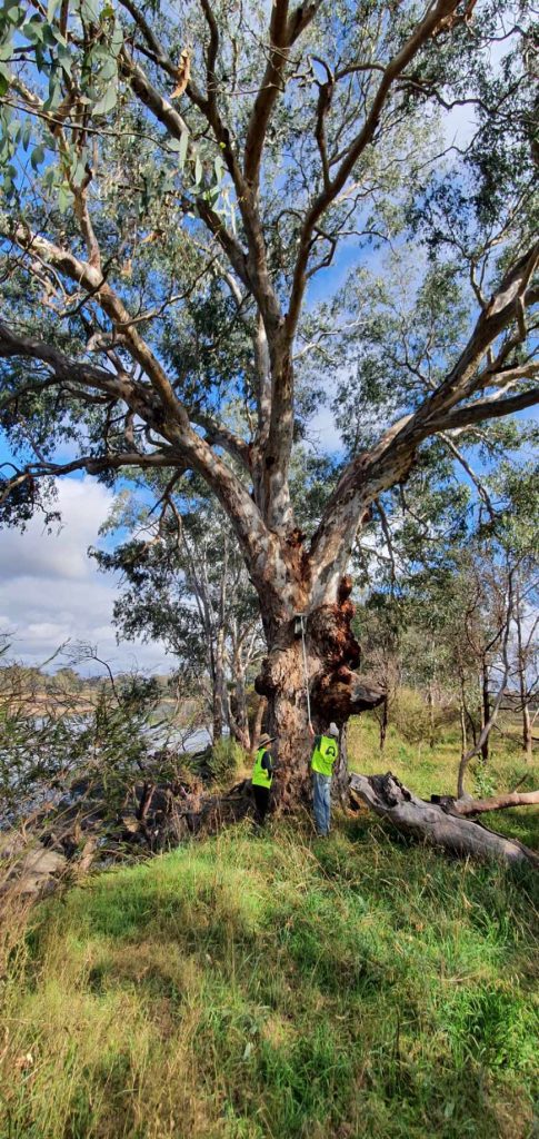Nest Box Monitoring & Maintenance