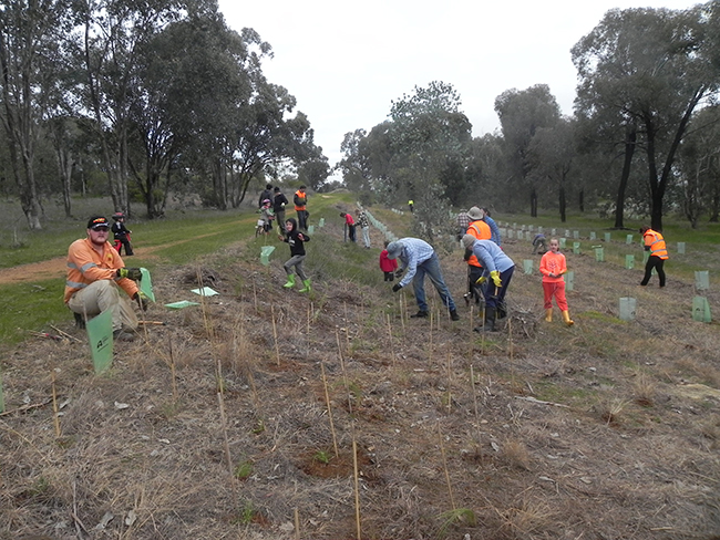 Planting event - 9-8-2015 - Woolshed Thurgoona Landcare Group