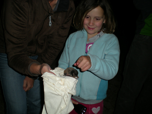 Bats at the Lake Hume Spillway - Woolshed Thurgoona Landcare Group