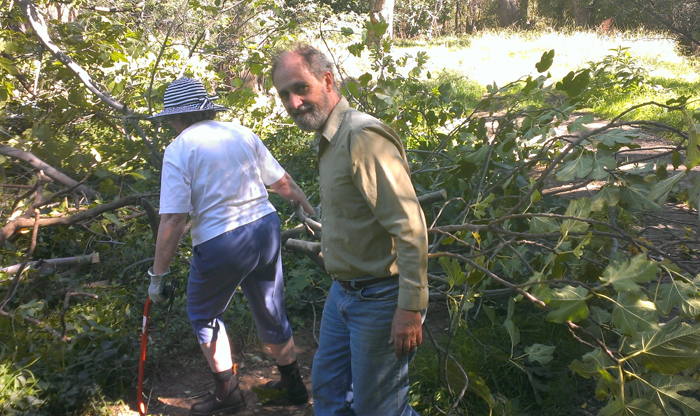 Fig tree weed removal for Bush Regeneration at Spillway Reserve - Woolshed Thurgoona Landcare Group
