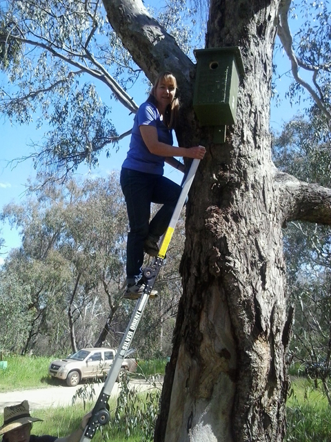 Nestbox - Woolshed Thurgoona Landcare Group